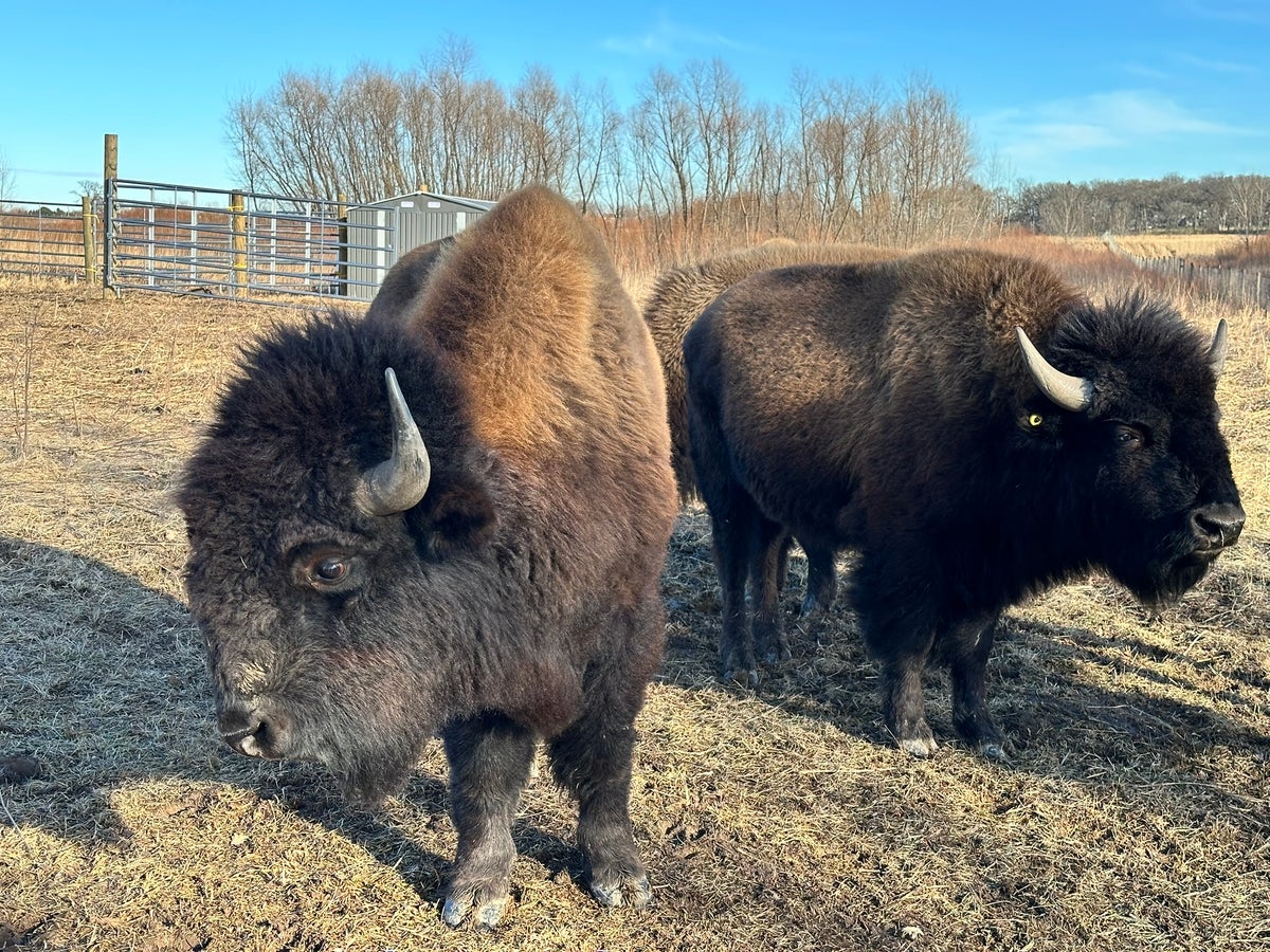 Wild Bison Return to the Outskirts of Chicago for the First Time in 200 Years